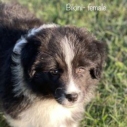 Bikini - Black Border Collie puppy in Olney, Illinois from Heronwood Border Collies