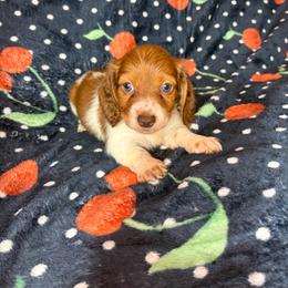 Becky - Piebald female Dachshund puppy in Lake City, Florida from My Ditzy Doxies of Florida