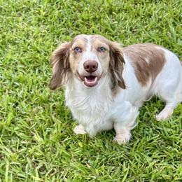 Scout - Dachshund