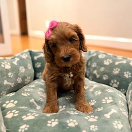 Jelly Bean - Red female Australian Labradoodle puppy in Summerfield, North Carolina from Four Oaks Labradoodles