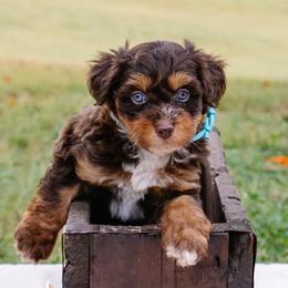 Sofie's Blue Girl - Red phantom female Aussiedoodle puppy in Burkesville, Kentucky from Bline’s Awesome Aussies, Aussiedoodles & Doxies at the Bline Family Farm