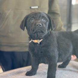 Bonnie - Black female Labrador Retriever puppy in Owosso, Michigan from Bennington Retrievers