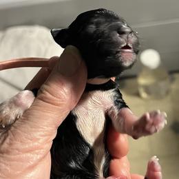 Stella (pink) - Black female Miniature Schnauzer puppy in Port Orchard, Washington from Silver Bells Miniature Schnauzers