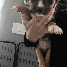 Yellow collar - Black tan and white female Miniature Bull Terrier puppy in Port Charlotte, Florida from Cloud Nine Ranch Bullies