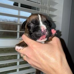 Male 4 - Fawn male Boxer puppy in Jamesville, New York from Reynolds Homestead Boxers