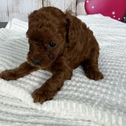 Donner - Red  male Poodle puppy in Cape Coral, Florida from Ruby the poodle