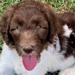 Bernedoodles and Labradoodles from County Line Kennels