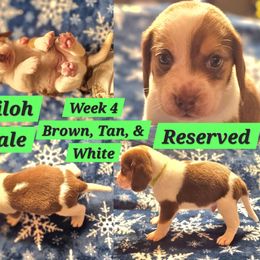Shiloh-Green-Male - Brown white and tan male Beagle puppy in Bemidji, Minnesota from Nse Farms Beagles