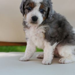 Skye - Merle Bernedoodle puppy in Payson, Utah from Little Diamond Doodles