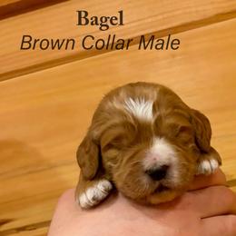 Bagel - Parti male Goldendoodle puppy in Shushan, New York from Barnwood Doodles
