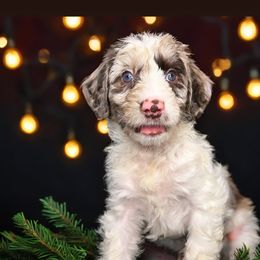 Assorted Doodle Crosses and Golden Aussiedoodle Puppies from Maria's Pups
