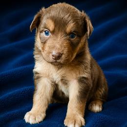 Wynonna -Red Tri - Red tri-color female Australian Shepherd puppy in Hugo, Colorado from Frying Pan Ranch Australian Shepherds
