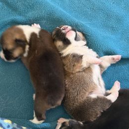 Pembroke Welsh Corgi Puppies from Legacy Woods Christmas Trees and Corgis