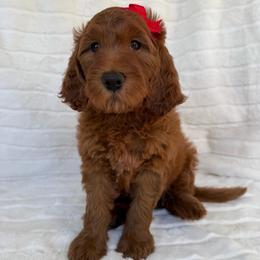 Aolani (Red collar girl) - Red  female Goldendoodle puppy in Phelan, California from High Desert Doodles - the original