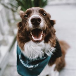 Mori - Border Collie