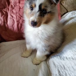 Shetland Sheepdog Puppies from Hawks Acres Shetland Sheepdogs