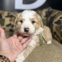 REMINGTON - Red male Bernedoodle puppy in Corpus Christi, Texas from The Henke Doodles