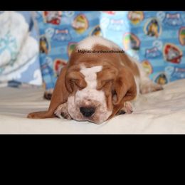 Basset Hound Puppies from Majestic Desert Basset Hounds