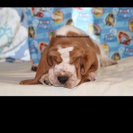 Basset Hound Puppies from Majestic Desert Basset Hounds