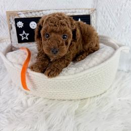 Orange - Red  male Poodle puppy in Florida from Adorable Toy-Miniature Poodles