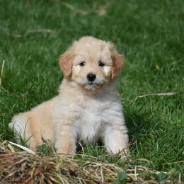 Poodle and Aussiedoodle Puppies from Arena Valley Acres LLC