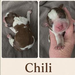 Chili - Tri-Roan male English Springer Spaniel puppy in Fort White, Florida from Thunderbird Springers