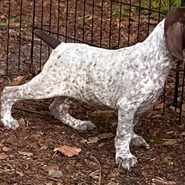 German Shorthaired Pointer Puppies from Edelmarke GSPs Reg’d