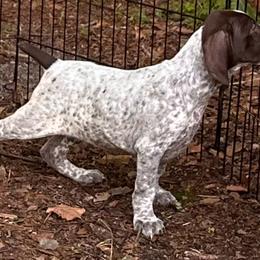 German Shorthaired Pointer Puppies from Edelmarke GSPs Reg’d