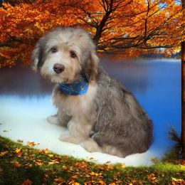 Wiggles - Chocolate sable male Havapoo puppy in Medina, Ohio from Momma's Mastiffs