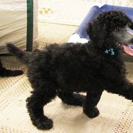 Poodle Puppies from Lakeview Standard Poodles