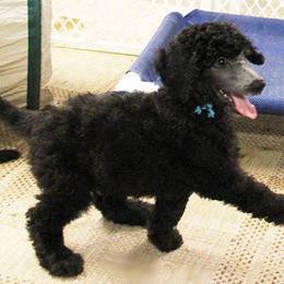 Poodle Puppies from Lakeview Standard Poodles