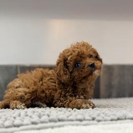 Crumpet-orange - Red female Cavapoo puppy in Tolono, Illinois from The Golden Rule Doodles