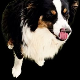 Nicholas - Black tri male Toy Australian Shepherd puppy in Snowflake, Arizona from Halfpint Aussies