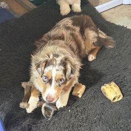 Reata - Toy Australian Shepherd