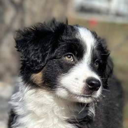 Miniature American Shepherd and Miniature Australian Shepherd Puppies from Quarter Creek Stockdogs & Mini/Toy Australian Shepherds