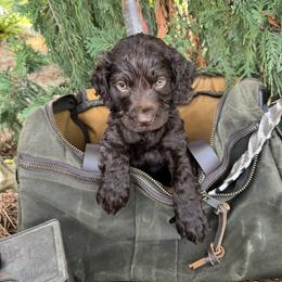 Boykin Spaniel Puppies from Honey Run Boykins
