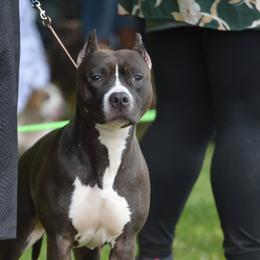 Lyric - American Pit Bull Terrier