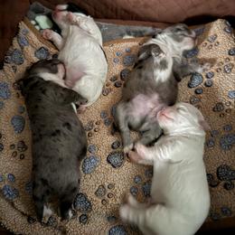 Chihuahua Puppies from Tiny Paw Stars LLC