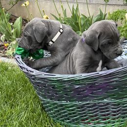 "Holly (white) & Lilly (purple collar)" Great Dane Puppies from Merle and Blue Great Danes