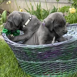 "Holly (white) & Lilly (purple collar)" Great Dane Puppies from Merle and Blue Great Danes
