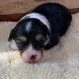 Ila-fluffy - Black and tan female Pembroke Welsh Corgi puppy in Stillwater, Oklahoma from Steele Family Farms