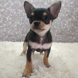 Stevie - Merle male Chihuahua puppy in Topeka, Kansas from Barbie's Baby Chihuahuas