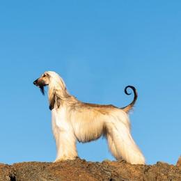 Fancy - Afghan Hound