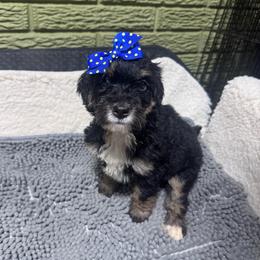 Lemon - Tri-color female Bernedoodle puppy in Carmichaels, Pennsylvania from JensenBelle Doodles
