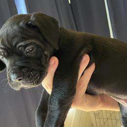 Cane Corso from Corso Dynasty