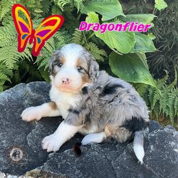 Dragonflier - Blue merle female Bernedoodle puppy in Banner Elk, North Carolina from Walnut Tree Bernedoodles