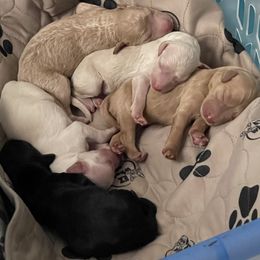 Goldendoodle Puppies from Fluff Puff Doodles