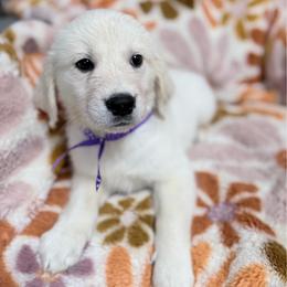 Purple boy - Light golden male Golden Retriever puppy in Tylertown, Mississippi from Southern Paws, LLC