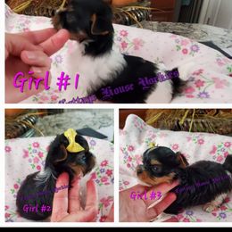 Yorkshire Terrier Puppies from Cottage House Yorkies, L.L.C.