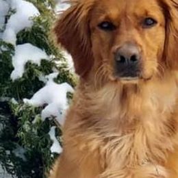 Golden Retrievers from Doc’s Goldens